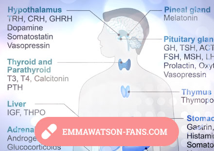 Human hormonal system